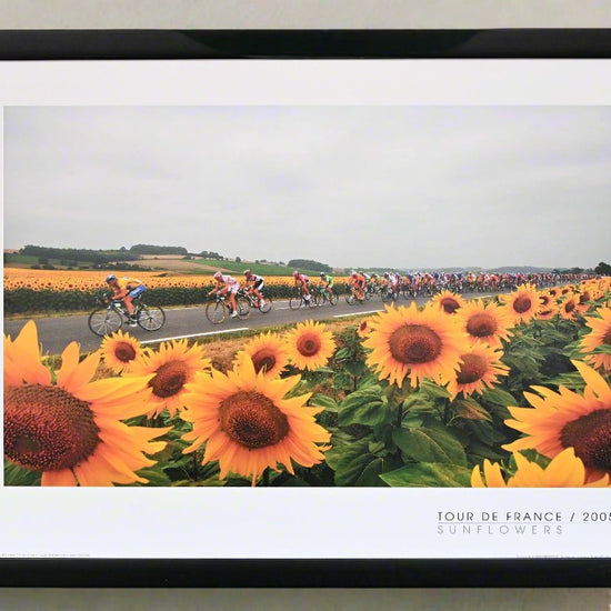 Lance Armstrong leads the peloton of the 2005 Tour de France through fields of sunflowers en-route to the Pyrenees.