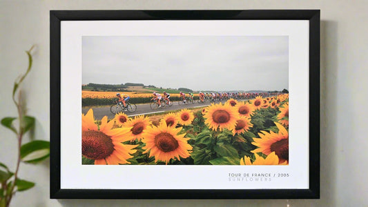 Lance Armstrong leads the peloton of the 2005 Tour de France through fields of sunflowers en-route to the Pyrenees.