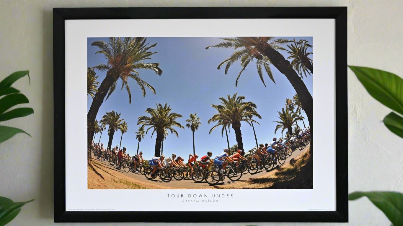 The peloton of the Tour Down Under pass through palm tress on Stage 1 of the 2010 edition of the race. 